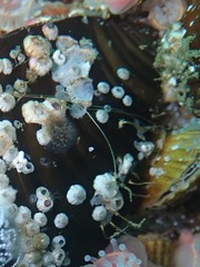 Notomegabalanus algicola