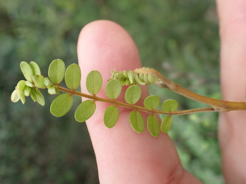 Image of Coastal Kowhai (Sophora chathamica) by (c) Benjamin Lavin, some rights reserved (CC BY)