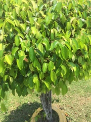 Ficus