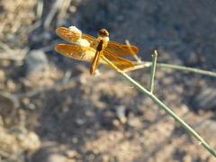 Perithemis intensa
