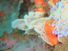 Adeonellopsis