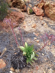Dudleya ingens