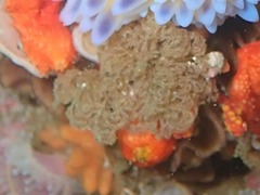 Menipea crispa
