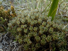 Montitega dealbata
