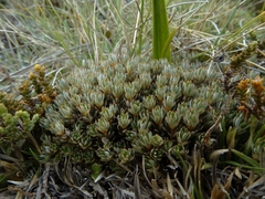 Montitega dealbata