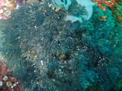 Virididentula dentata