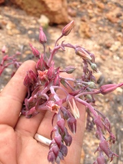 Dudleya ingens