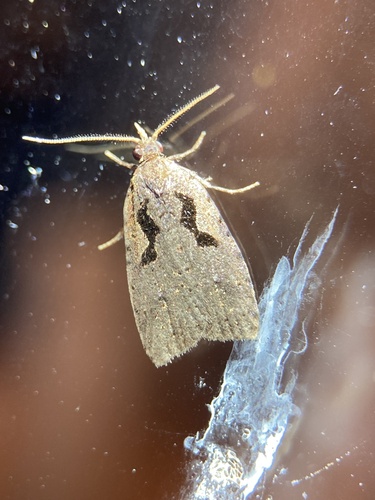Lyre moth photo 2