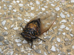 Cryptotympana mandarina