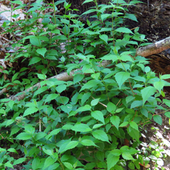 Philadelphus inodorus