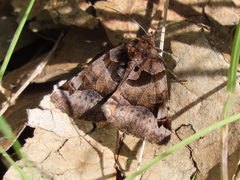 Euclidia ardita