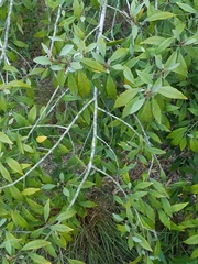 Capparis incana