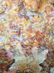 Botrylloides magnicoecus