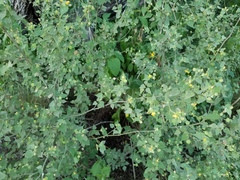Abutilon viscosum
