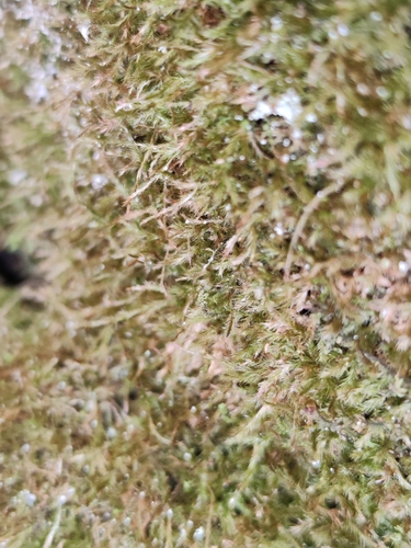 Image of Orthothecium intricatum by (c) Ljaž, some rights reserved (CC BY)