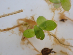 Spirodela punctata