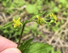 Geum vernum