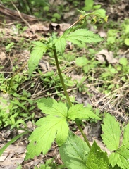 Geum vernum