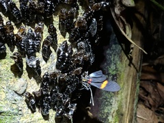 Pereute leucodrosime