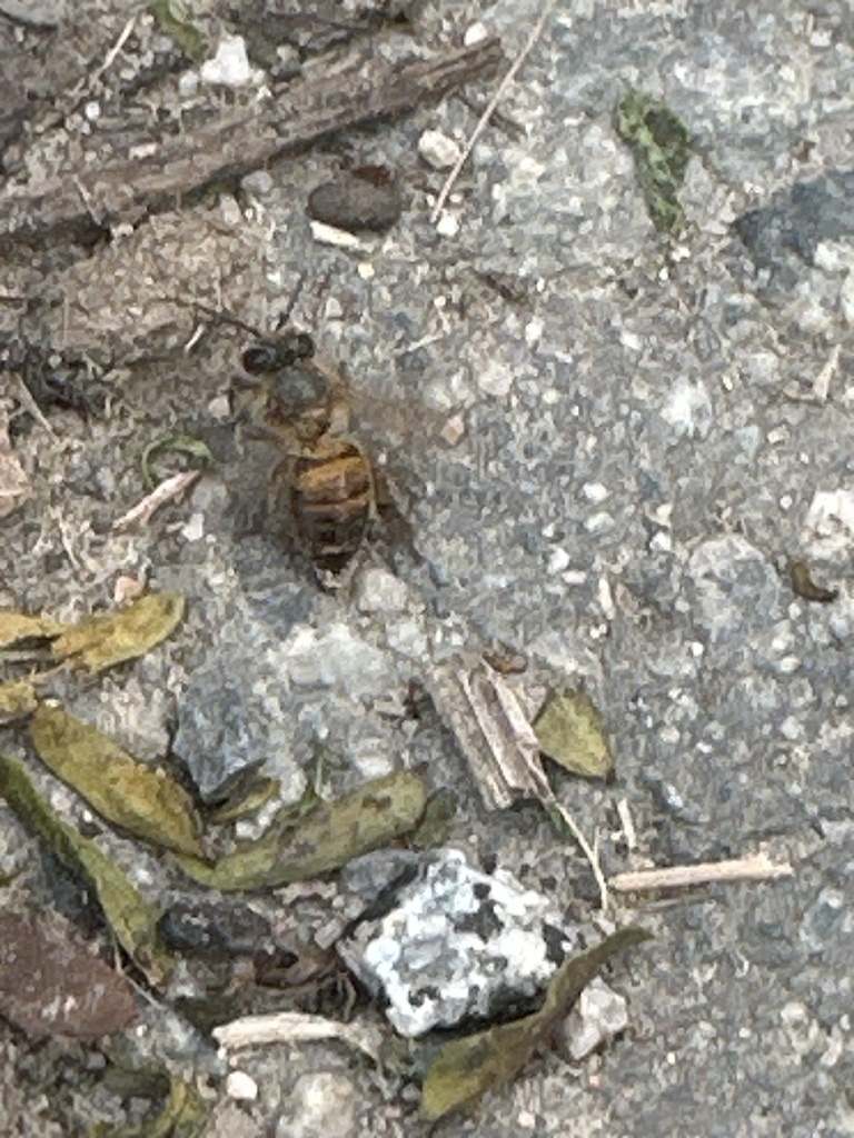Asian Honey Bee from 河上鄉路, 古洞, 新界, HK on April 30, 2024 at 05:42 PM by ...