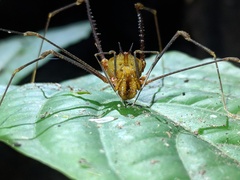 Ventrivomer ancyrophorus