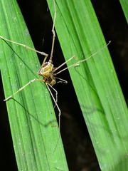 Ventrivomer ancyrophorus