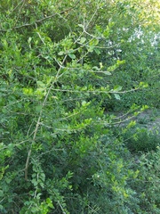 Randia obcordata