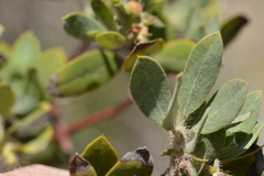 Arctostaphylos hispidula