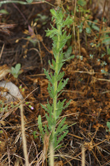 Deinandra