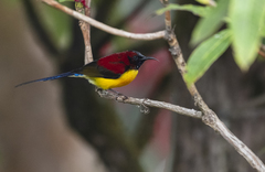 Aethopyga nipalensis