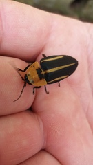 Cratomorphus distinctus