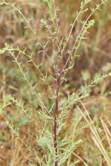 Deinandra