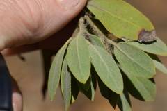 Arctostaphylos hispidula