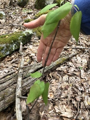 Amelanchier spicata