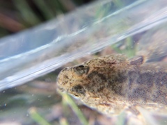 Gobiomorphus cotidianus