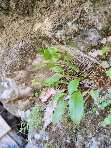 Image of Valeriana saxatilis by (c) Ljaž, some rights reserved (CC BY)