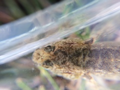 Gobiomorphus cotidianus