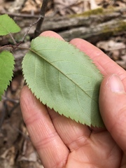Amelanchier spicata