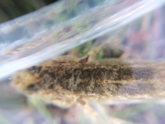 Gobiomorphus cotidianus