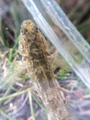 Gobiomorphus cotidianus