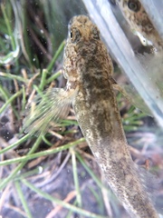 Gobiomorphus cotidianus