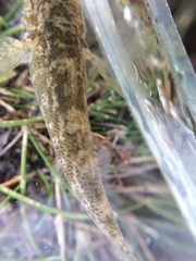 Gobiomorphus cotidianus