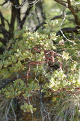 Arctostaphylos hispidula