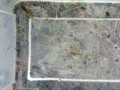 Gobiomorphus cotidianus