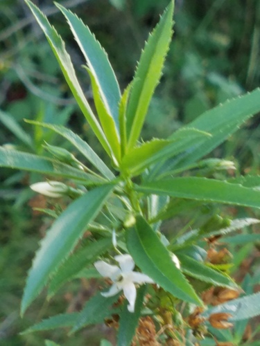 Capraria mexicana (Capraria mexicana)