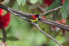 Aethopyga gouldiae