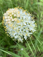 Melanthieae