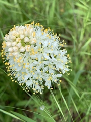 Melanthieae