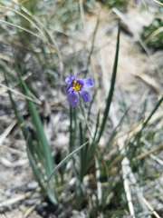 Sisyrinchium halophilum