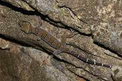 Starry Bent-Toed Gecko photo 2